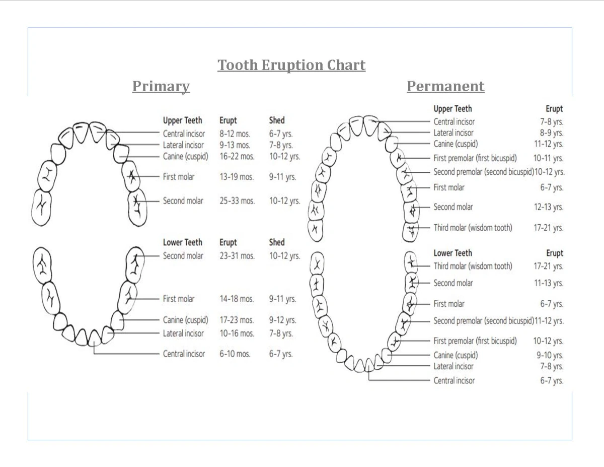 Tooth Chart